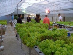 03° Encontro de Hidroponia